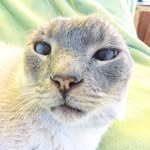 eddie_the_lilac_lion profile picture