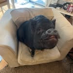 eddiethepigmd profile picture
