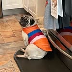 edfentanes profile picture