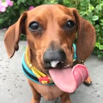 edgar_the_wiener profile picture