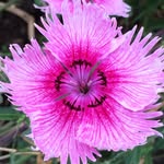 edible_flowers profile picture