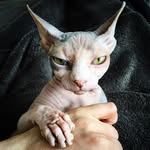 edithsphynx profile picture