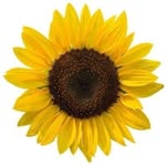efigieatemporal profile picture