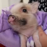 egbert_the_mini_pig profile picture