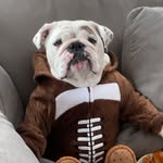 eggnogthebulldog profile picture