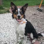eileen_the_puppy profile picture