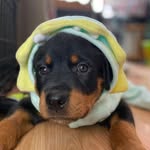 eileentherottentripawd profile picture