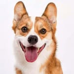 ein_the_data_dog profile picture