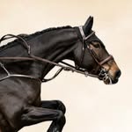 eisenvogelphotography profile picture
