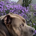 el_senor_apollo profile picture