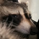 eldavidzura profile picture