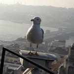 elenagordeevas profile picture