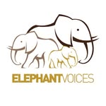 elephantvoices profile picture