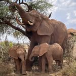 elephantwatchcamp profile picture
