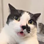 elisabioss profile picture