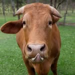 elizabeththebull profile picture