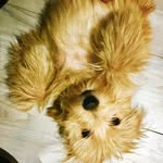 elizadoolittlebouwer profile picture