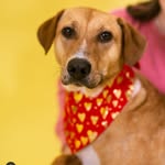 eliza_the_rescue_dog profile picture
