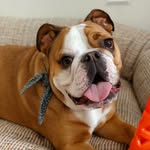 ellababe_thebulldog profile picture