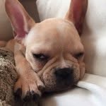 ellathelittlesausage profile picture