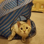 elle_the_crippled_cat profile picture