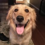elliethepouncinggolden profile picture