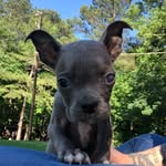 elliotthebug profile picture