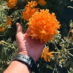 elmandannny profile picture