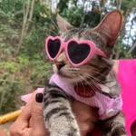 elpollosimonato profile picture