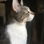 elsie.d.catsystem profile picture