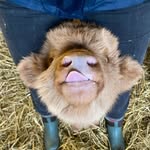 elsiethehighlandcow profile picture