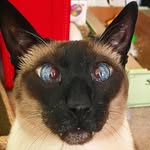 elvisandmimianddot profile picture