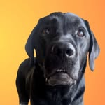 elvisbatzthelab profile picture