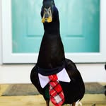 elwaytheduck profile picture
