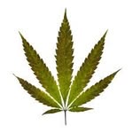 emeraldtrianglegirls profile picture