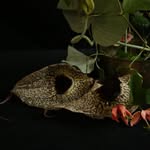 emilythompsonflowers profile picture