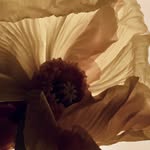 emma_panchot profile picture