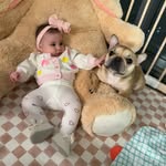 emmatheminifrenchie profile picture