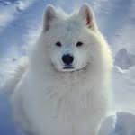emma_the_samoyed profile picture