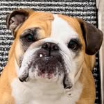 englishbulldog_emmie profile picture