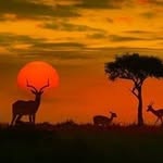 enhanced__nature profile picture
