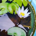 ente_nadupkd profile picture