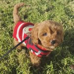 enzo_furrari_doodle profile picture