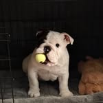 enzo_the_englishbulldog1 profile picture