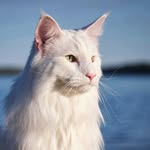 enzothenorwegian profile picture