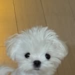 eoeosse profile picture
