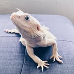 escobarthebeardie profile picture