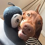 eshinthevizsla profile picture