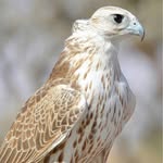 essa_7772 profile picture