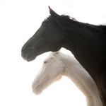 essaouira_horseride profile picture